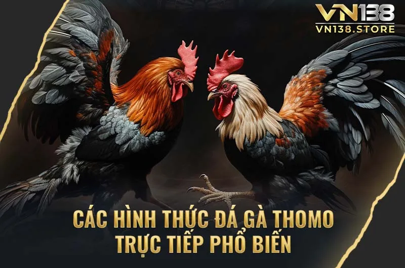 Các hình thức đá gà Thomo trực tiếp phổ biến