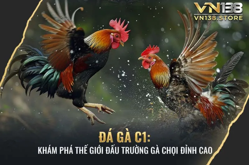 Đá gà C1: Khám phá thế giới đấu trường gà chọi đỉnh cao