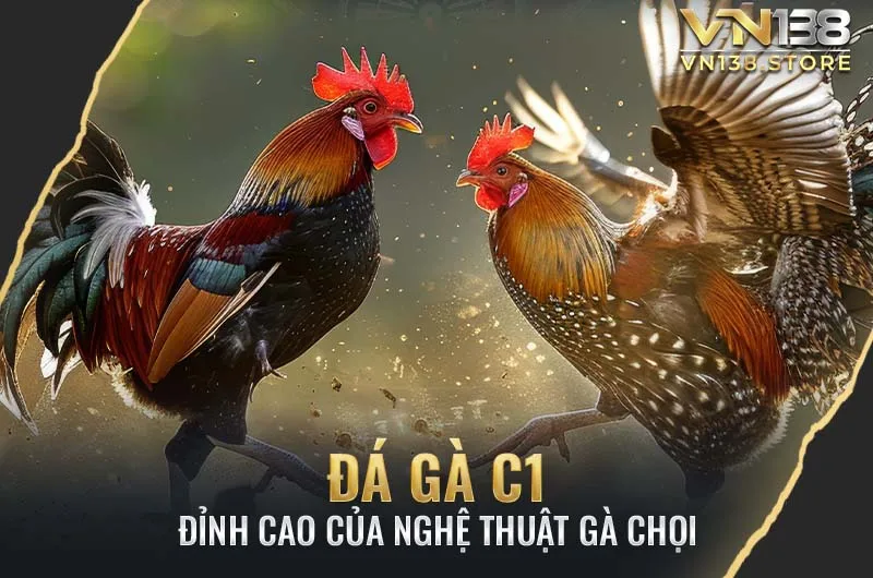 Giải đá gà C1: nơi anh tài hội tụ