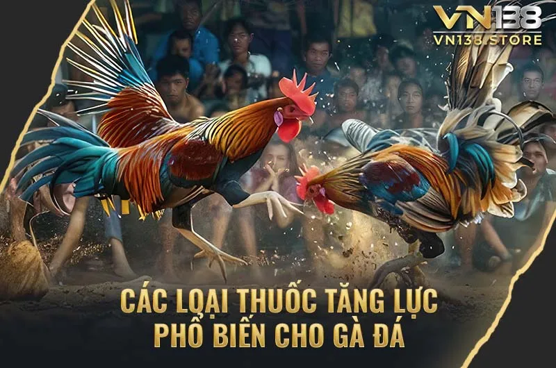 Các loại thuốc tăng lực phổ biến cho gà đá