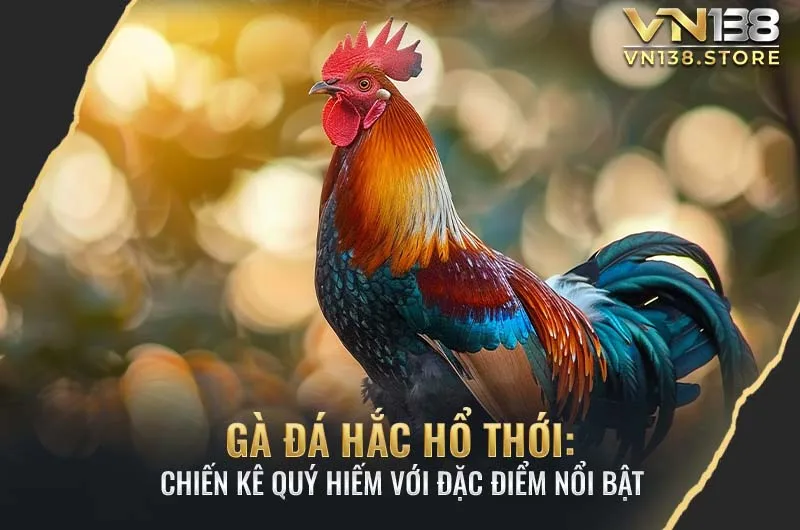 Giới thiệu về gà đá Hắc Hổ Thới