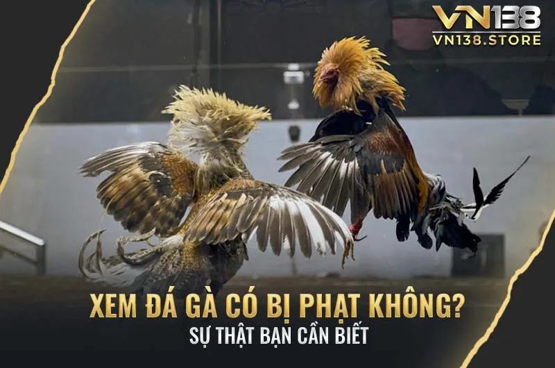 Xem Đá Gà Có Bị Phạt Không? Sự Thật Bạn Cần Biết