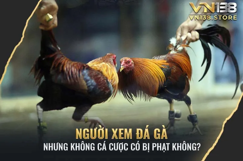 Người Xem Đá Gà Nhưng Không Cá Cược Có Bị Phạt Không?