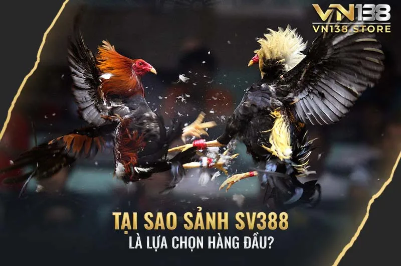 Bật mí lý do SV388 là sảnh đá gà uy tín nhất