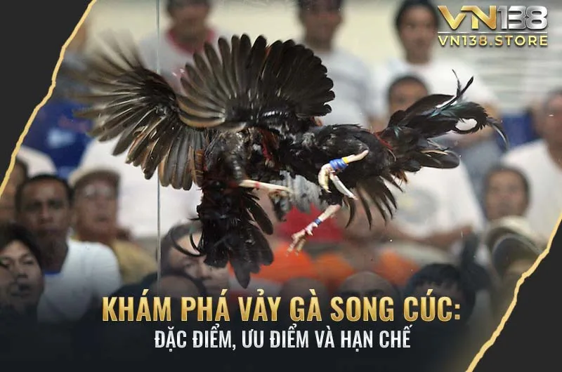 Khám phá về gà vảy song cúc