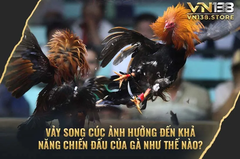 Sức ảnh hưởng của vảy gà song cúc trong thi đấu