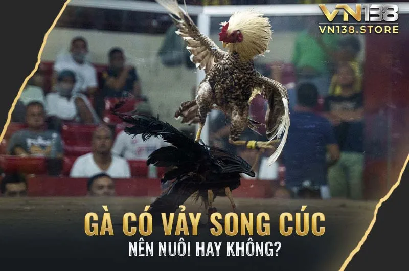 Nên nuôi gà vảy song cúc hay không ?