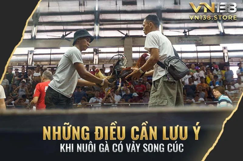 Những lưu ý khi nuôi gà vảy song cúc